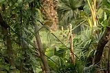 leipzig zoo-01_07_2011_gondwanaland_086